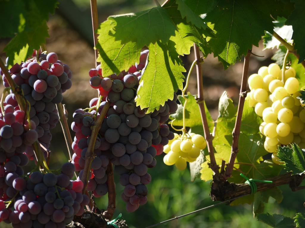 Azienda Agricola Polveraia سان جيمينيانو المظهر الخارجي الصورة